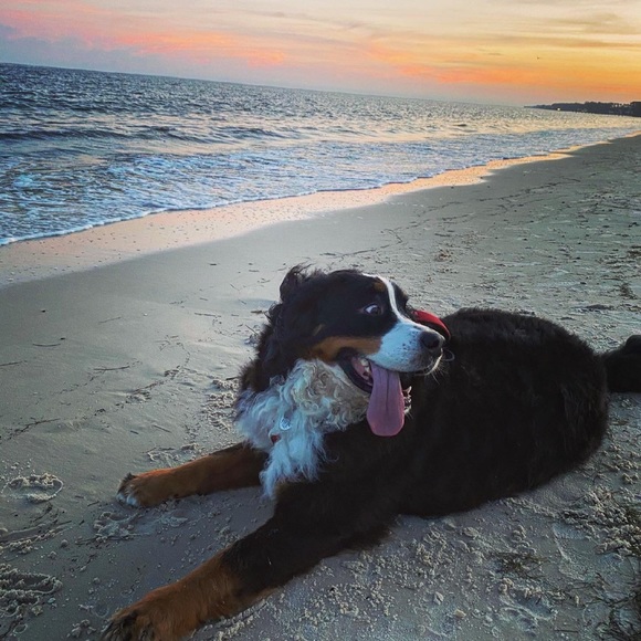 Meet your Posher, Madeline - Picture 1 of 2